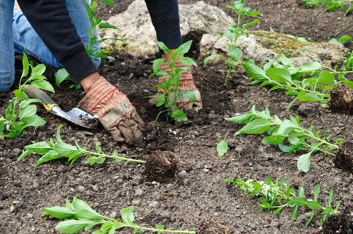 Professional gardening services in Denmark Hill for a tidy outdoor space