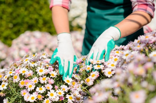 Lawn care and hedge trimming services in Denmark Hill garden maintenance